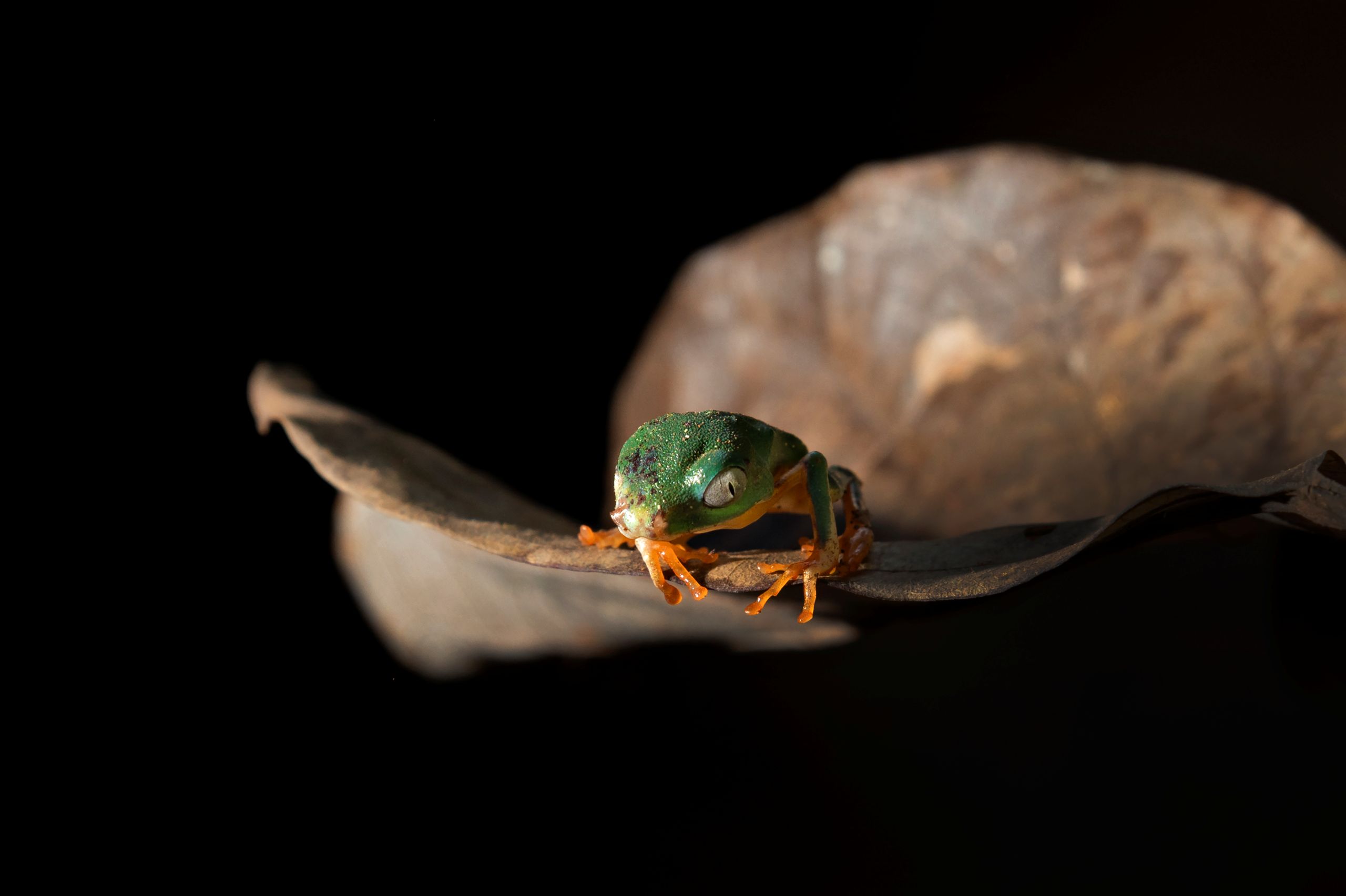 A small green tree frog with orange feet resting on the edge of a dried leaf against a dark background