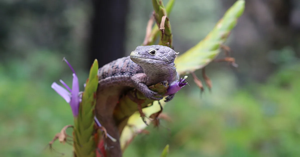 Mohamed bin Zayed Species Conservation Fund grants page