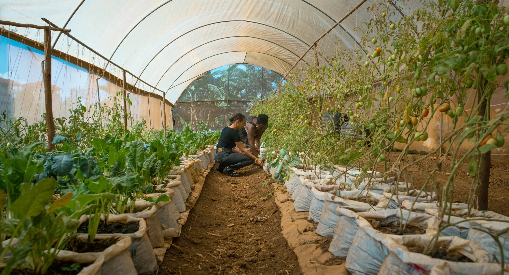 Two young climate leaders tending food crops grown in bags under a polytunnel